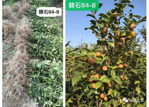 又是一年春來(lái)到，油茶種植正當(dāng)時(shí) 良種壯苗與農(nóng)副產(chǎn)品銷(xiāo)售的雙重關(guān)鍵