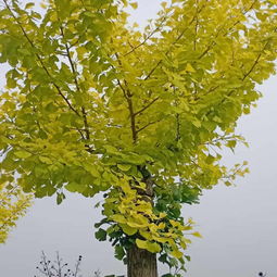 金色盛景 23公分金葉銀杏苗木的價格與市場分析