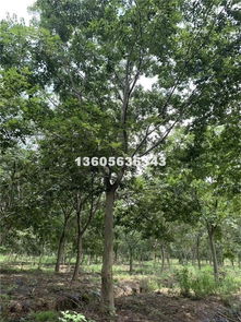 銷售綠化苗木,灌木,喬木,種子,種苗,常綠灌木,色塊苗,常青喬木 沭陽縣教育綠化苗木園藝場商鋪聯(lián)系我們