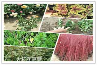 湖北衛(wèi)矛求購