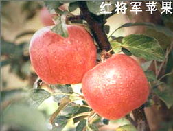綠色健康，品質(zhì)之選——泰安市國(guó)富苗木種植經(jīng)銷(xiāo)合作社農(nóng)副產(chǎn)品展示