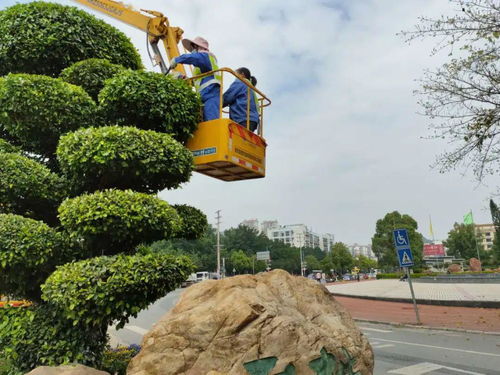 賀州顏值 綠意盎然的背后，是那一雙雙種樹(shù)護(hù)林的手