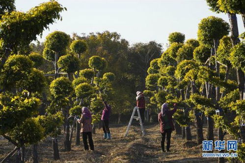 苗木種植 綠色銀行助農(nóng)增收新路徑